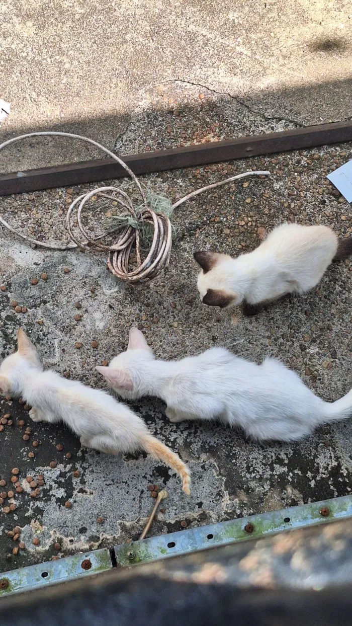Gato raça SRD-ViraLata idade Abaixo de 2 meses nome Três gatinhos de rua.