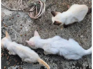 Gato raça SRD-ViraLata idade Abaixo de 2 meses nome Três gatinhos de rua.