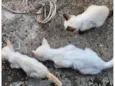 Três gatinhos de rua.