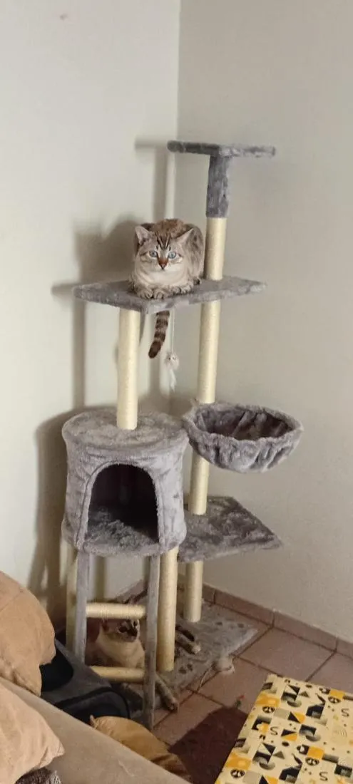 Gato raça SRD-ViraLata idade 1 ano nome Mimi e Dom