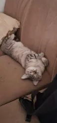 Mimi e Dom
