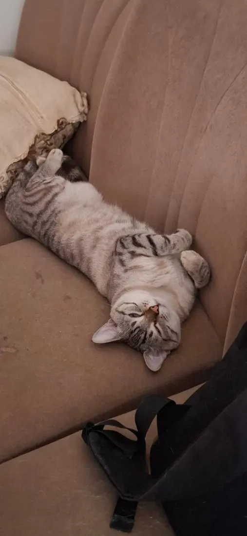 Gato raça SRD-ViraLata idade 1 ano nome Mimi e Dom