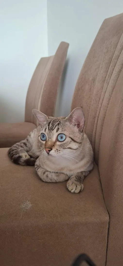 Gato raça SRD-ViraLata idade 1 ano nome Mimi e Dom