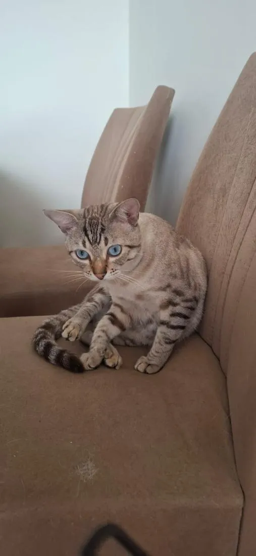 Gato raça SRD-ViraLata idade 1 ano nome Mimi e Dom