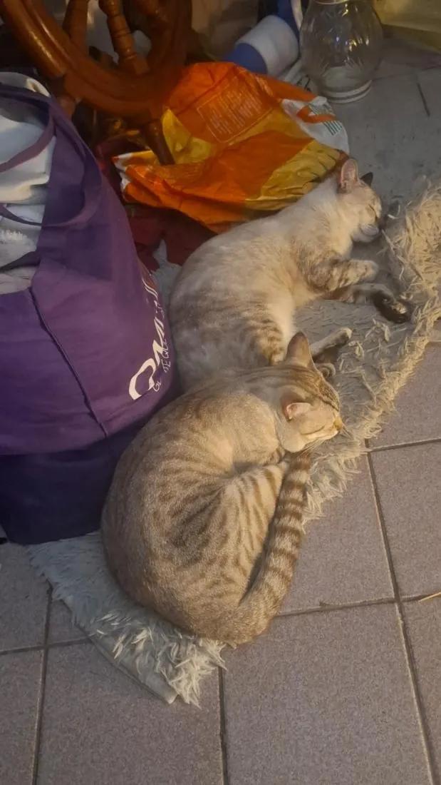 Gato raça SRD-ViraLata idade 1 ano nome Mimi e Dom