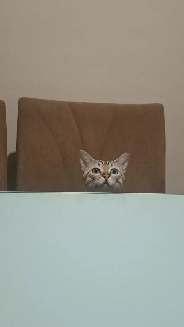 Gato raça SRD-ViraLata idade 1 ano nome Mimi e Dom