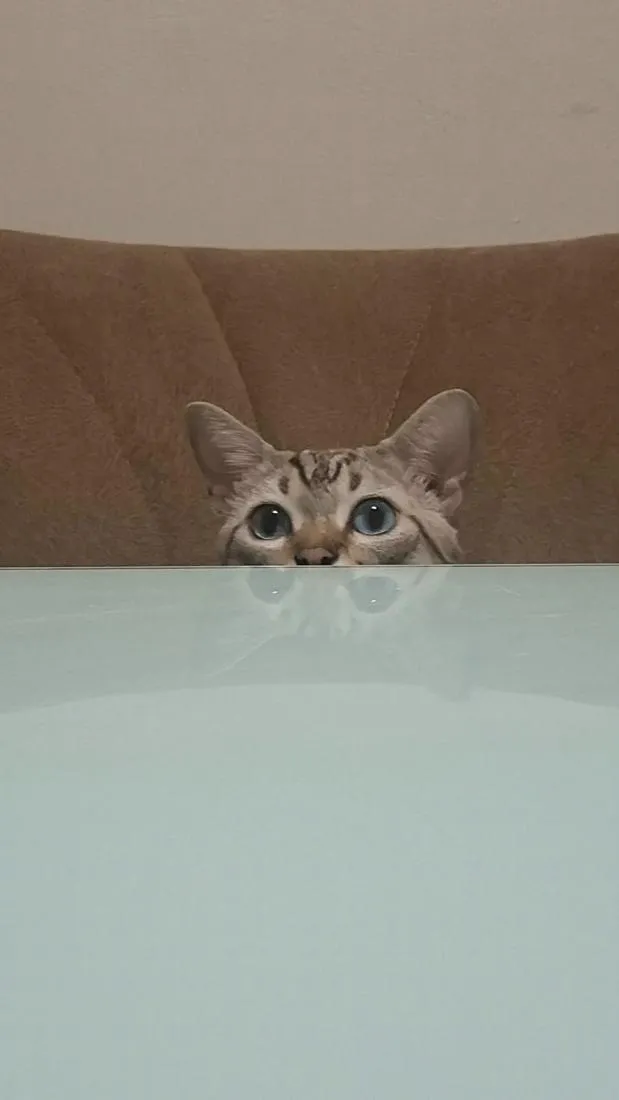 Gato raça SRD-ViraLata idade 1 ano nome Mimi e Dom