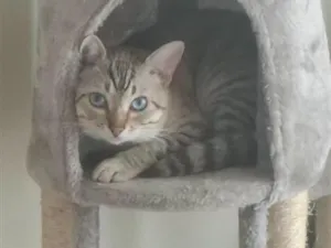 Gato raça SRD-ViraLata idade 1 ano nome Mimi e Dom