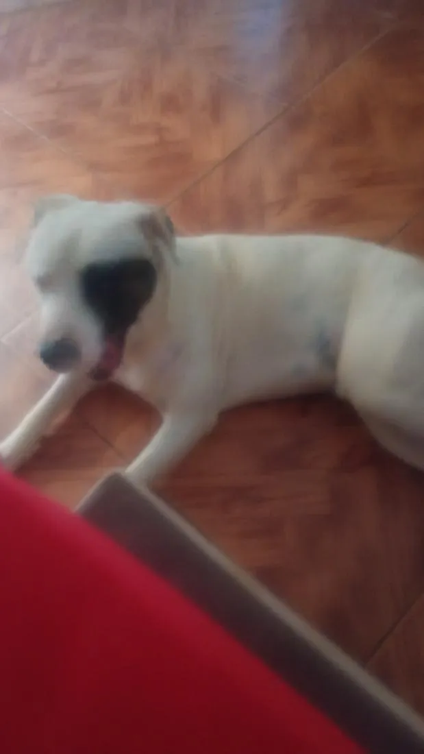 Cachorro raça SRD-ViraLata idade 1 ano nome Betovy