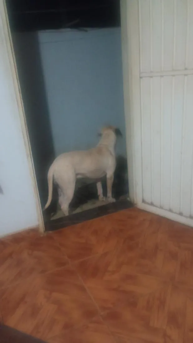 Cachorro raça SRD-ViraLata idade 1 ano nome Betovy