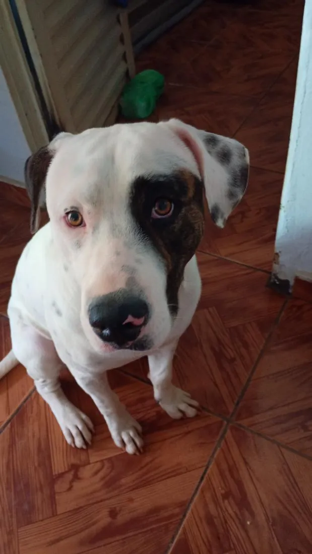 Cachorro raça SRD-ViraLata idade 1 ano nome Betovy