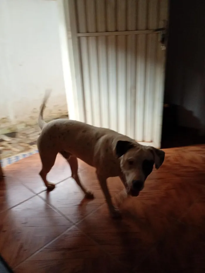 Cachorro raça SRD-ViraLata idade 1 ano nome Betovy