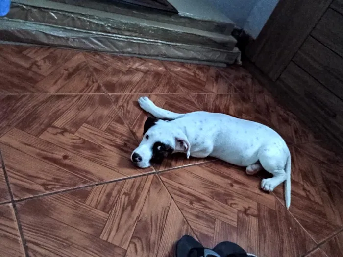 Cachorro raça SRD-ViraLata idade 1 ano nome Betovy