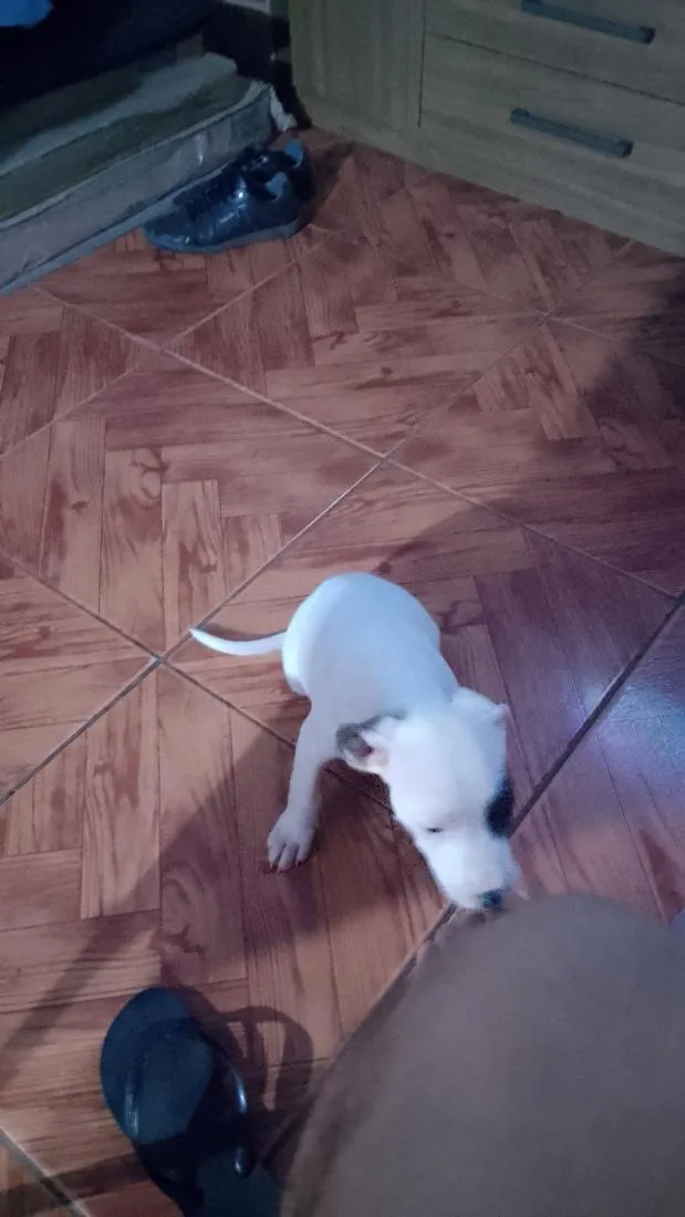Cachorro raça SRD-ViraLata idade 1 ano nome Betovy