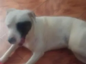 Cachorro raça SRD-ViraLata idade 1 ano nome Betovy