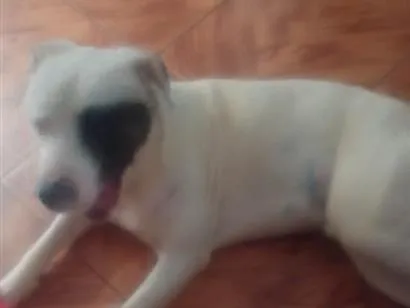 Cachorro raça SRD-ViraLata idade 1 ano nome Betovy