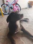 Maia