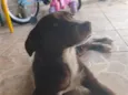 Maia