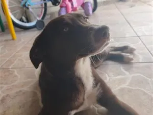 Cachorro raça SRD-ViraLata idade 2 a 6 meses nome Maia
