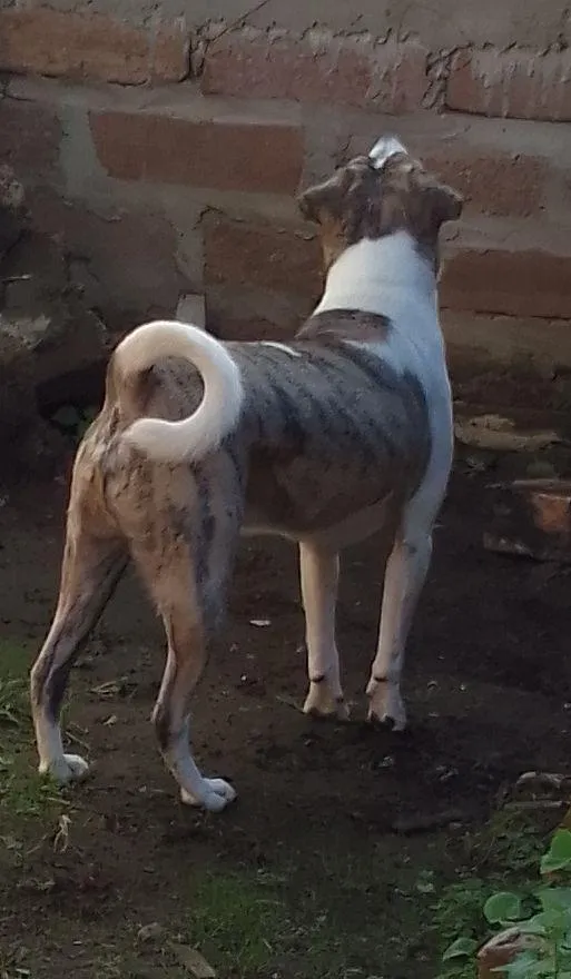 Cachorro raça SRD-ViraLata idade 5 anos nome Toby