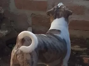 Cachorro raça SRD-ViraLata idade 5 anos nome Toby