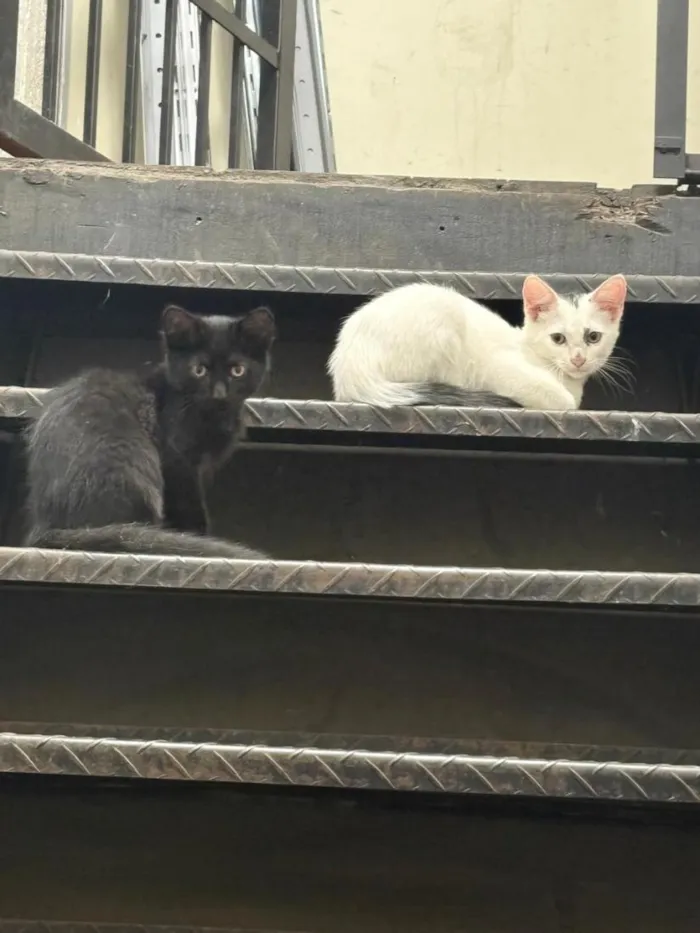 Gato raça SRD-ViraLata idade 2 a 6 meses nome Sem nome