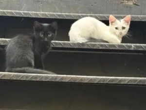 Gato raça SRD-ViraLata idade 2 a 6 meses nome Sem nome