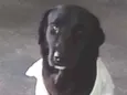 Negão