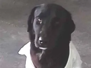 Cachorro raça SRD-ViraLata idade 5 anos nome Negão