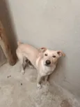 Bilu
