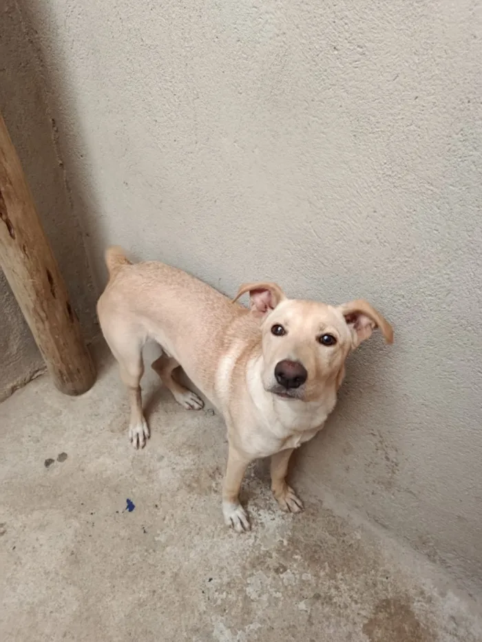 Cachorro raça SRD-ViraLata idade 2 a 6 meses nome Bilu