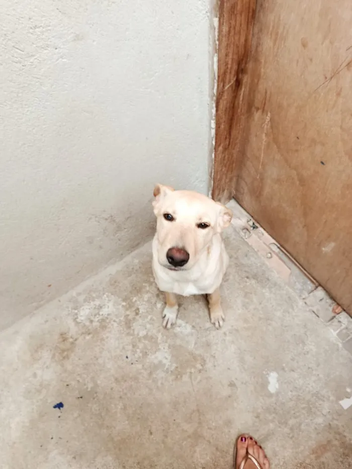 Cachorro raça SRD-ViraLata idade 2 a 6 meses nome Bilu