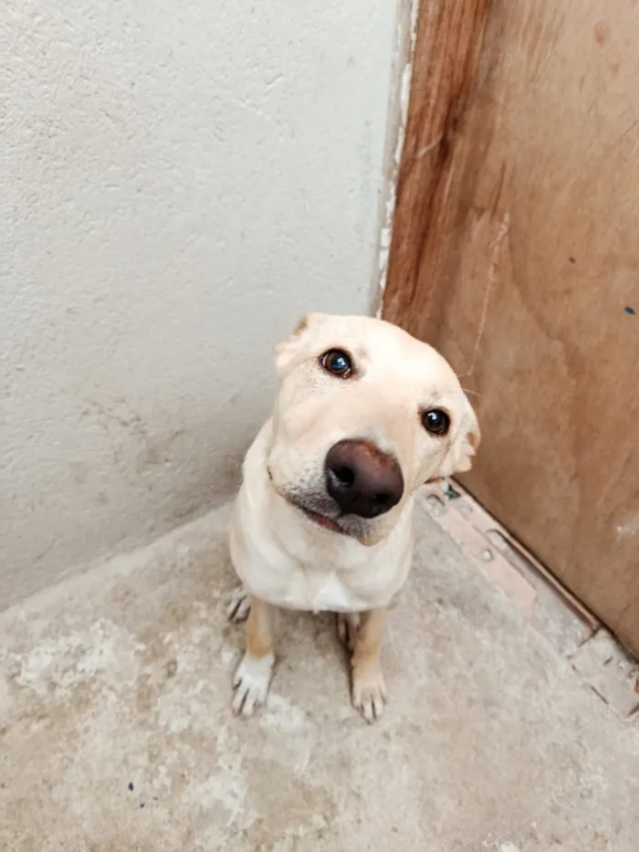 Cachorro raça SRD-ViraLata idade 2 a 6 meses nome Bilu