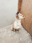 Bilu