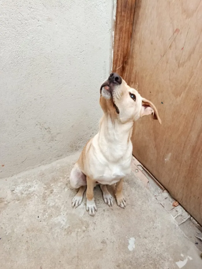 Cachorro raça SRD-ViraLata idade 2 a 6 meses nome Bilu