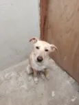 Bilu