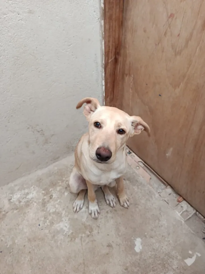 Cachorro raça SRD-ViraLata idade 2 a 6 meses nome Bilu