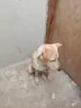 Bilu