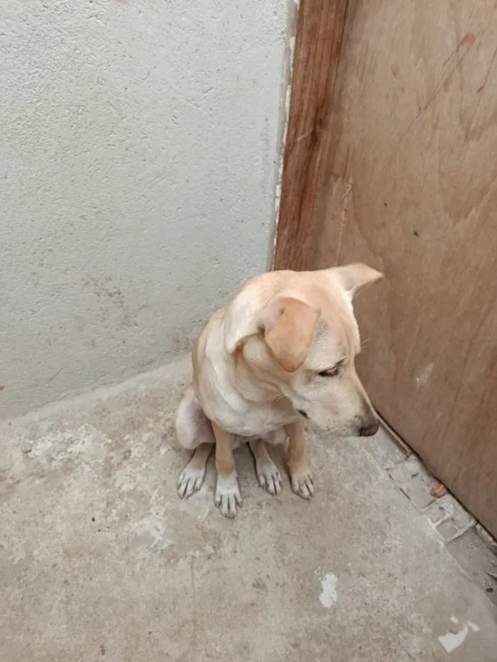 Cachorro raça SRD-ViraLata idade 2 a 6 meses nome Bilu
