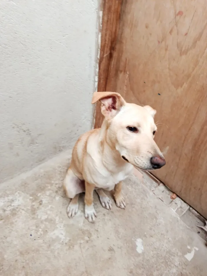 Cachorro raça SRD-ViraLata idade 2 a 6 meses nome Bilu