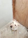 Bilu