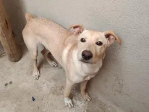 Cachorro raça SRD-ViraLata idade 2 a 6 meses nome Bilu