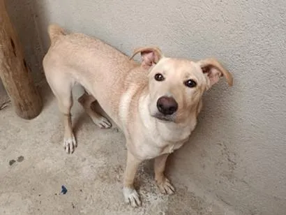 Cachorro raça SRD-ViraLata idade 2 a 6 meses nome Bilu