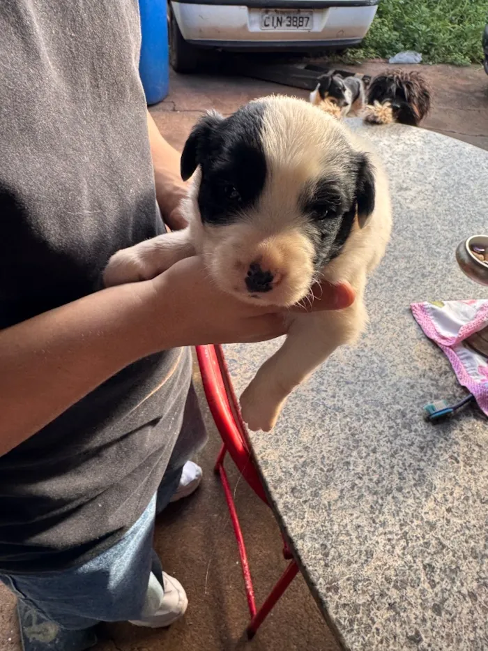 Cachorro raça SRD-ViraLata idade Abaixo de 2 meses nome Nico e Bob