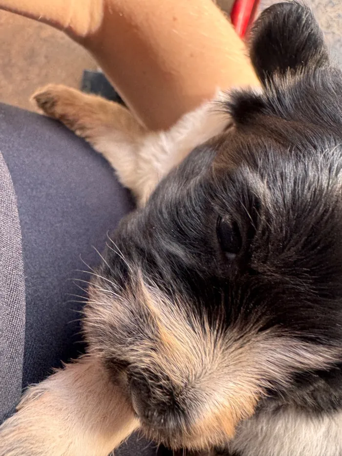 Cachorro raça SRD-ViraLata idade Abaixo de 2 meses nome Nico e Bob