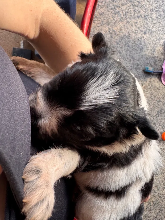 Cachorro raça SRD-ViraLata idade Abaixo de 2 meses nome Nico e Bob