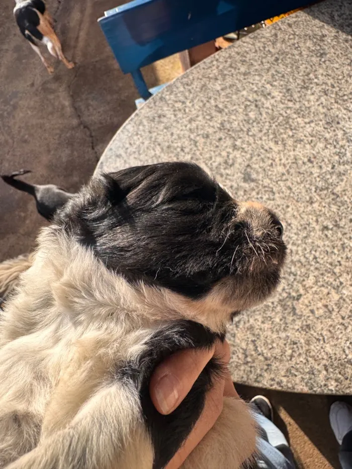 Cachorro raça SRD-ViraLata idade Abaixo de 2 meses nome Nico e Bob