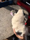 Nico e Bob