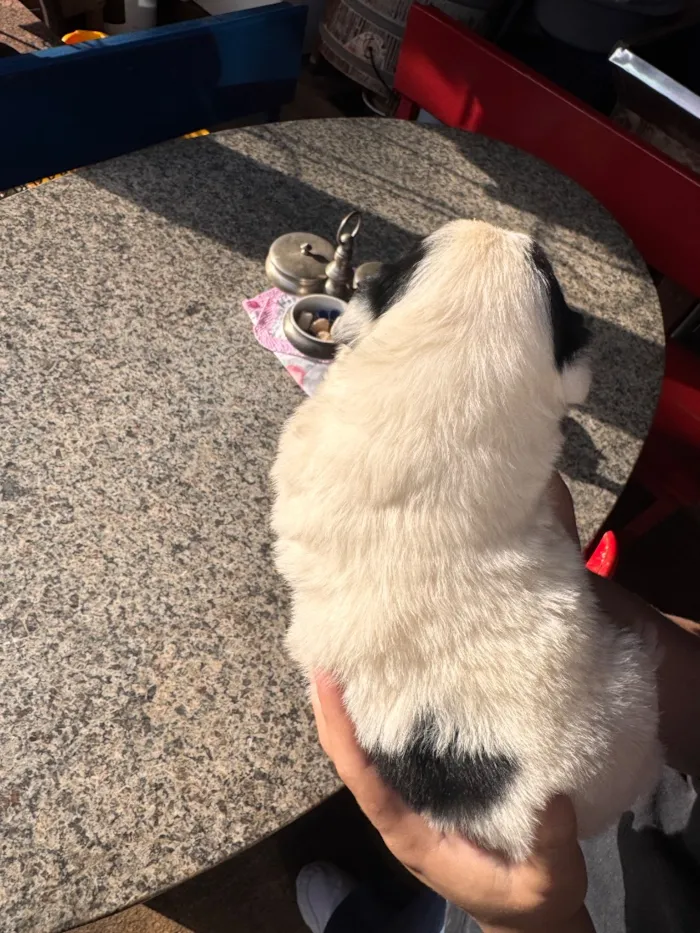 Cachorro raça SRD-ViraLata idade Abaixo de 2 meses nome Nico e Bob