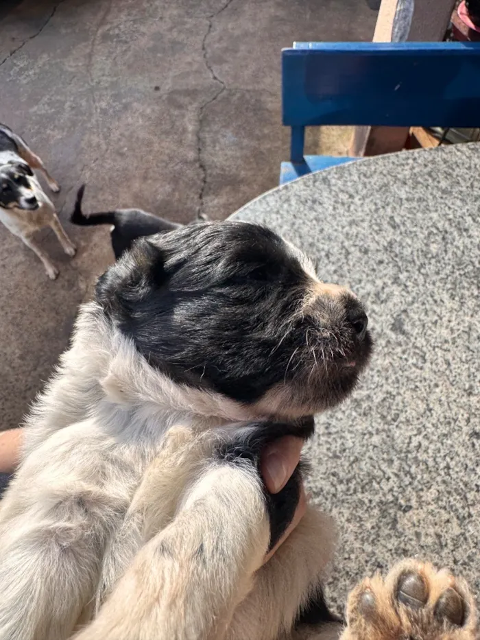 Cachorro raça SRD-ViraLata idade Abaixo de 2 meses nome Nico e Bob